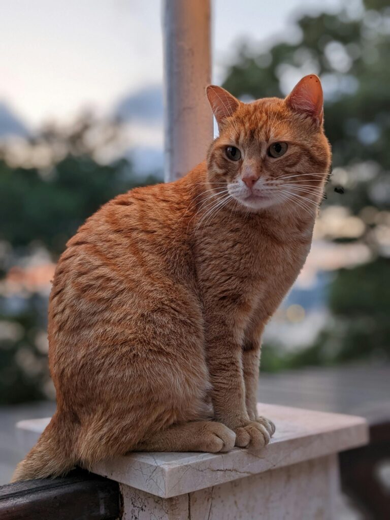 chat de compagnie